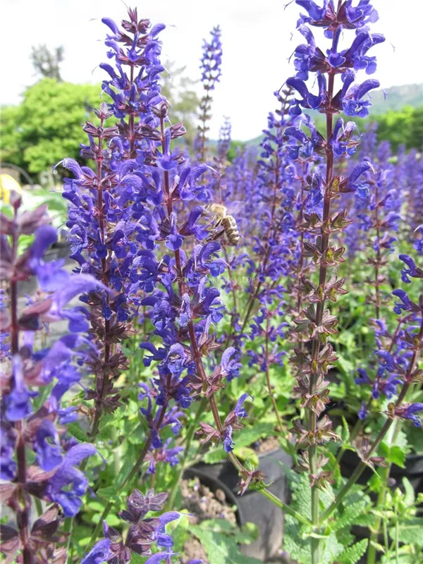 Steppen-Salbei 'Viola Klose'