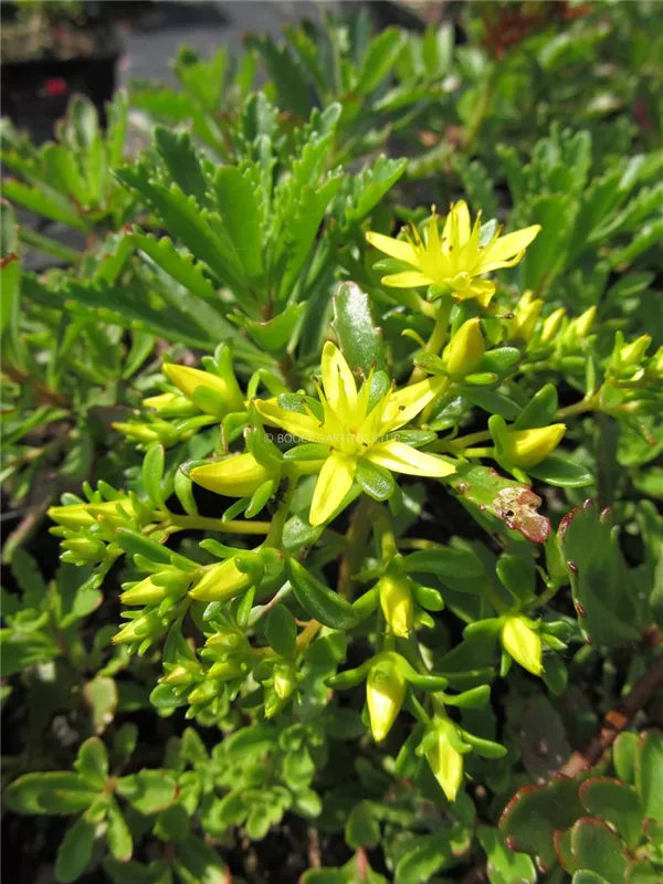 Reichblühendes Fettblatt 'Weihenstephaner Gold'