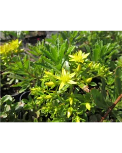 Reichblühendes Fettblatt 'Weihenstephaner Gold'