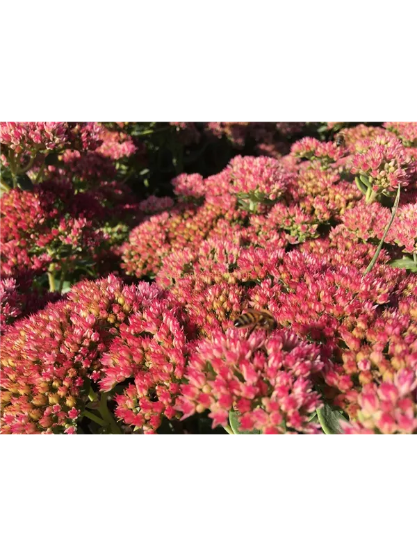 Großes Fettblatt 'Herbstfreude'