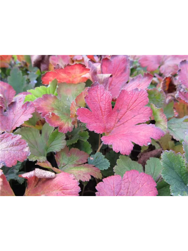 Nelkenwurzähnliche Waldsteinie