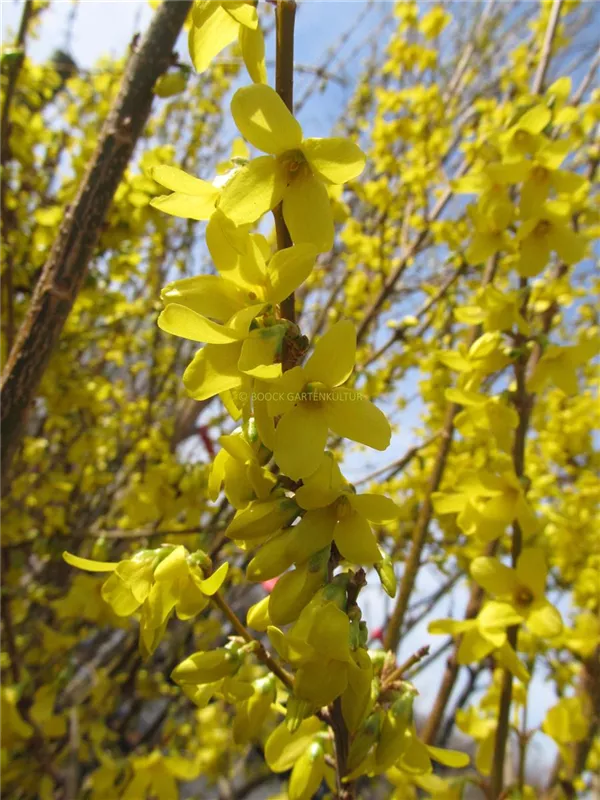 Forsythie 'Week End'®