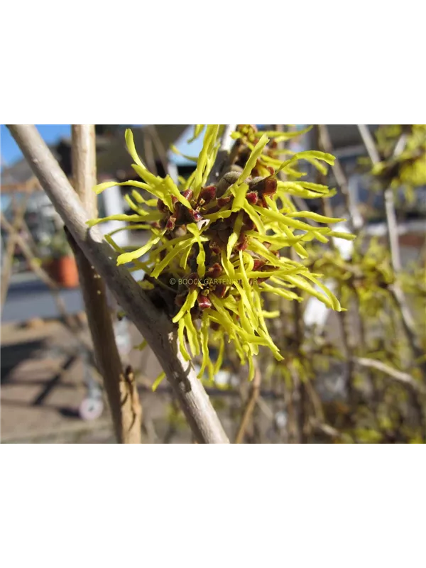 Zaubernuss 'Pallida'