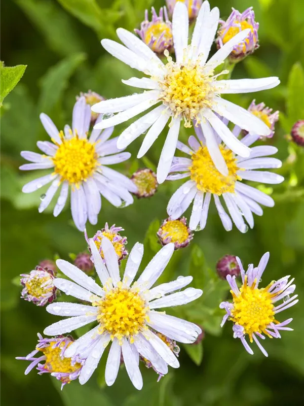 Myrten-Aster 'Schneetanne'