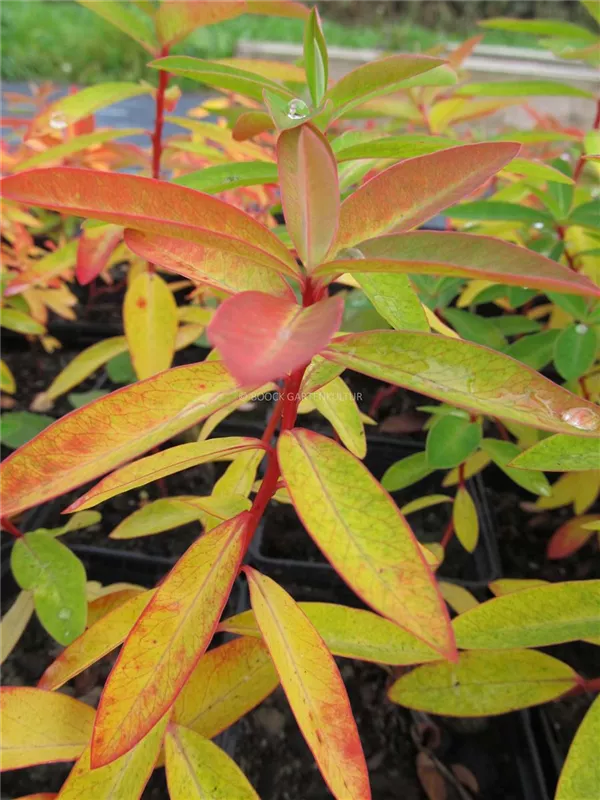 Garten-Wolfsmilch 'Dixter'