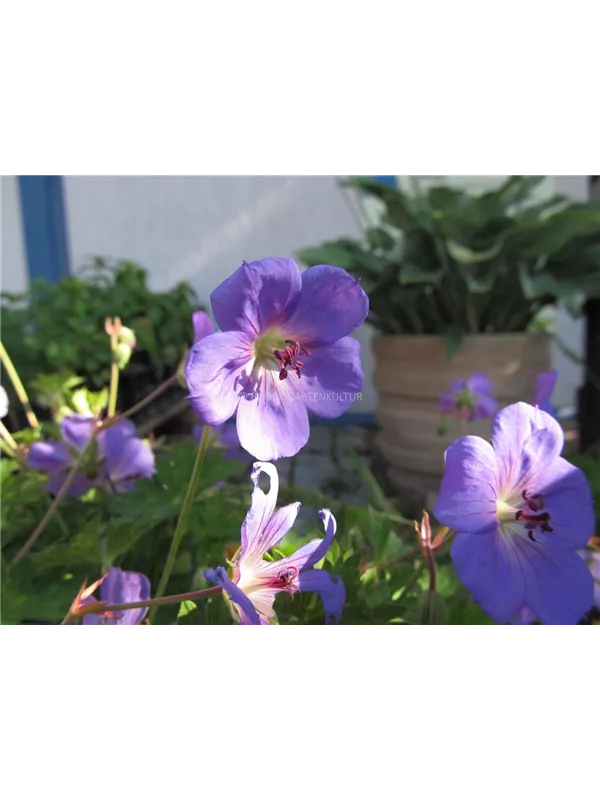 Storchschnabel 'Rozanne'®