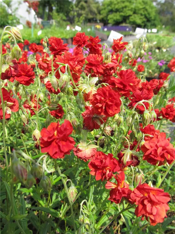 Sonnenröschen 'Amabile Plenum'