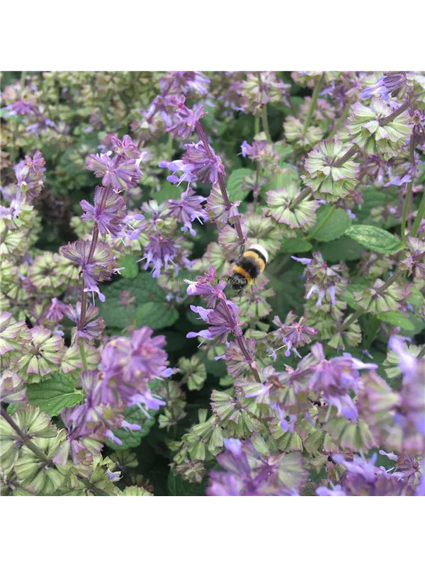 Quirlblütiger Gartensalbei 'Hannays Blue'