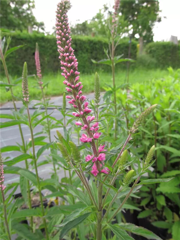 Langblättriger Ehrenpreis 'Rote Zora'