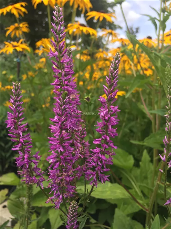 Langblättriger Ehrenpreis 'Sonja'