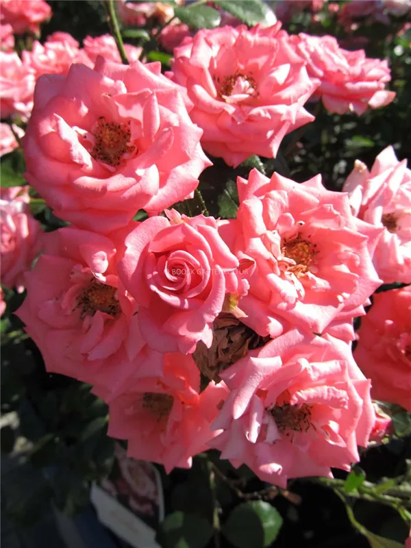 Beetrose 'Bella Rosa'®