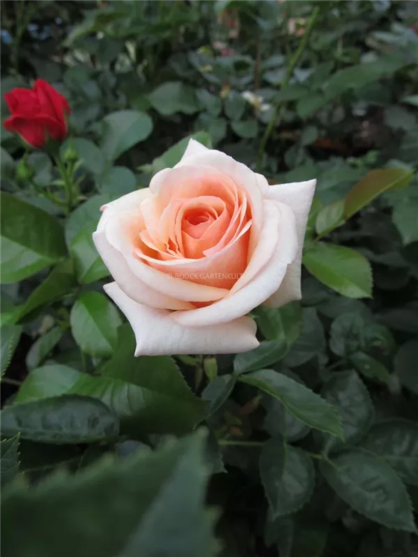 Strauchrose 'Circle of Life'