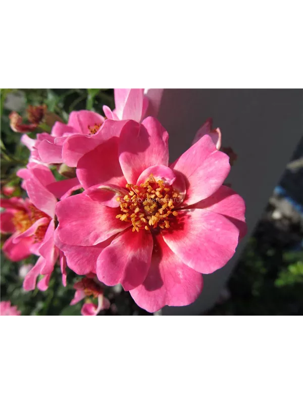 Persische Rose 'Coral Babylon Eyes'