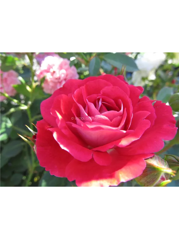 Zwergrose 'Corazon'®