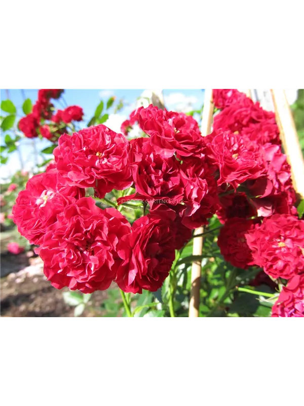 Ramblerrose 'Crimson Siluetta'®