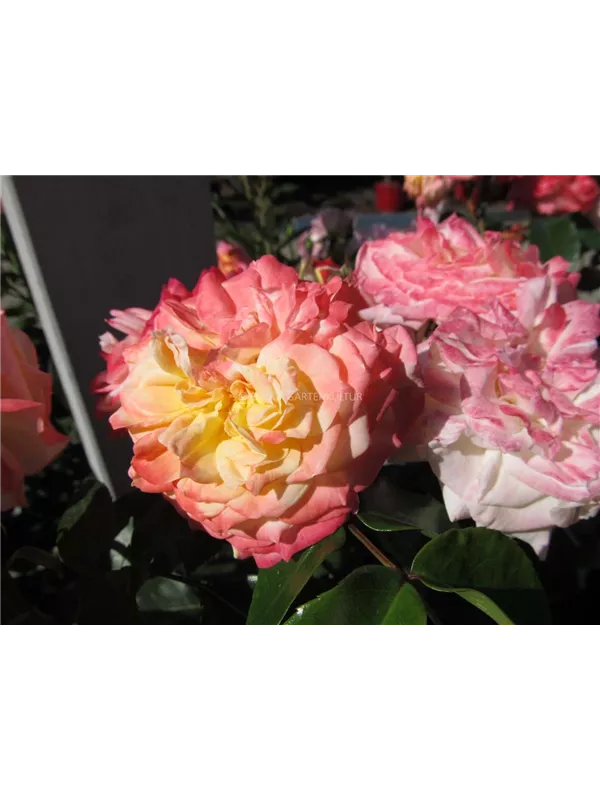 Edelrose 'Elaine Paige'