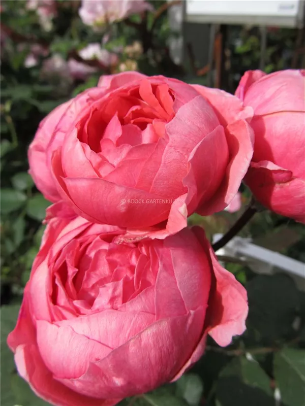 Beetrose 'Gartenprinzessin Marie-José'®