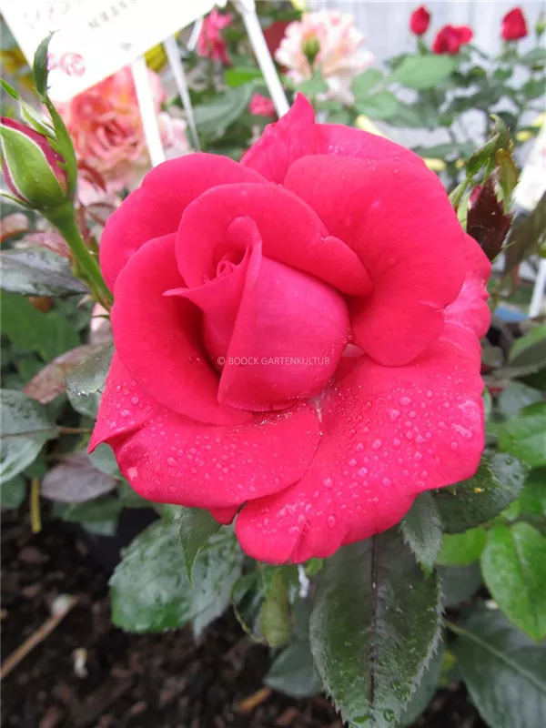 Edelrose 'Grande Classe'