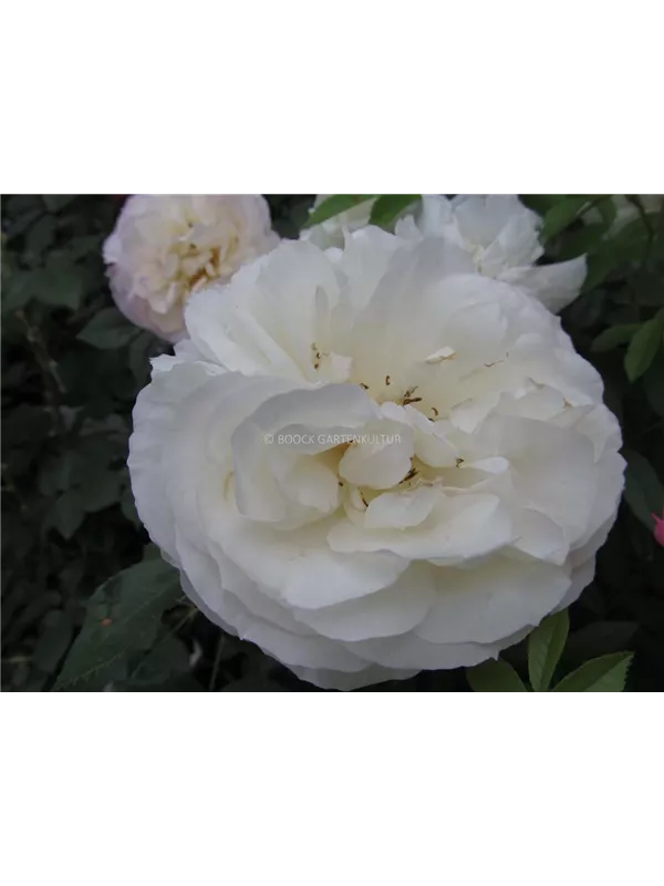 Strauchrose 'Herkules'®