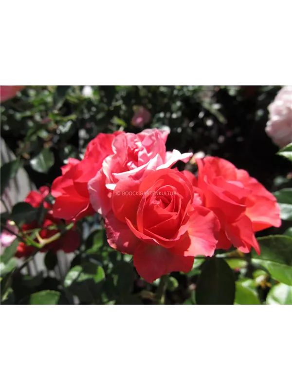 Bodendeckerrose 'Lichtblick'