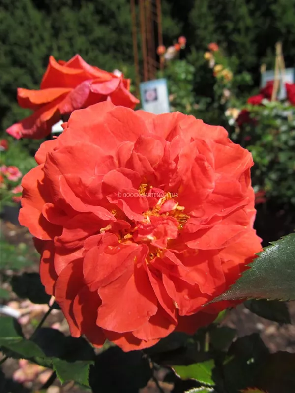 Kletterrose 'Naranga'