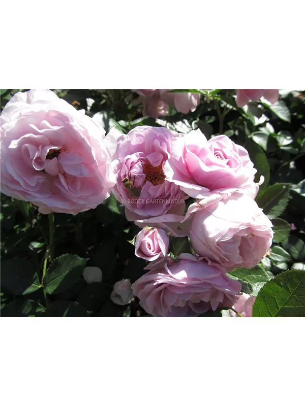 Beetrose 'Nautica'®