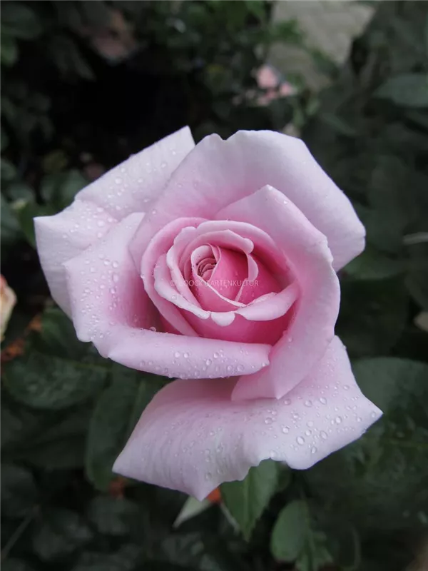 Edelrose 'Pacific Blue'