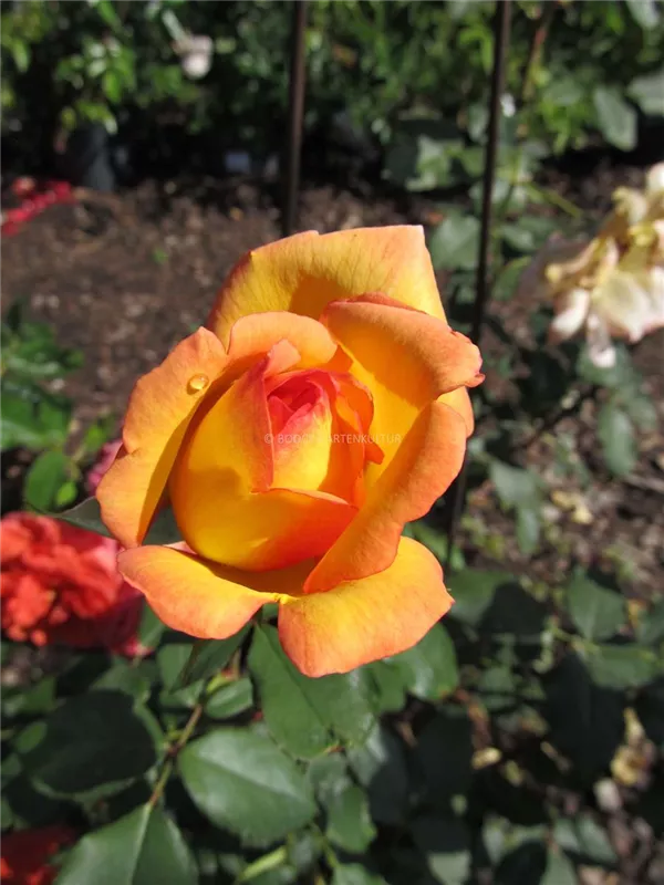 Kletterrose 'Parure d'Or'