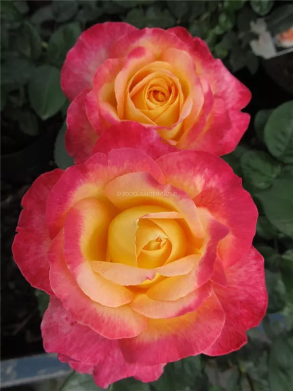 Edelrose 'Pullman Orient Express'®