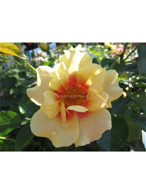 Persische Rose 'Queen of Sheba'