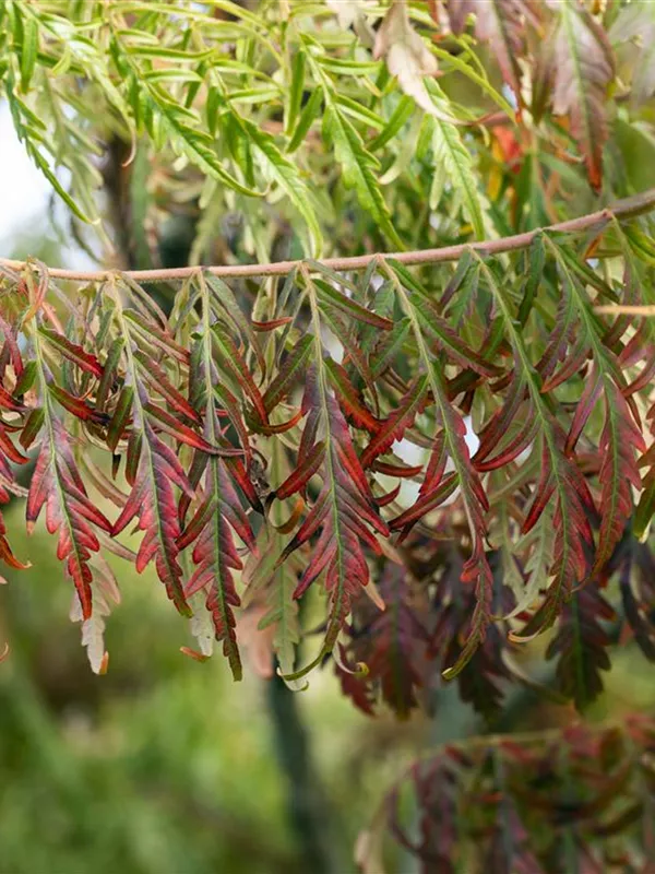 Hirschkolben-Sumach 'Tiger Eyes'®