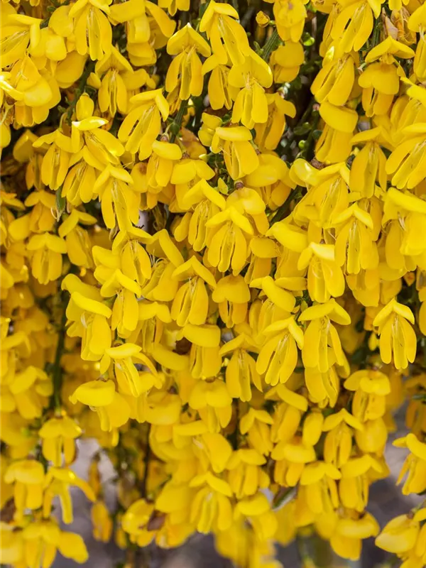 Edelginster 'Golden Sunlight'