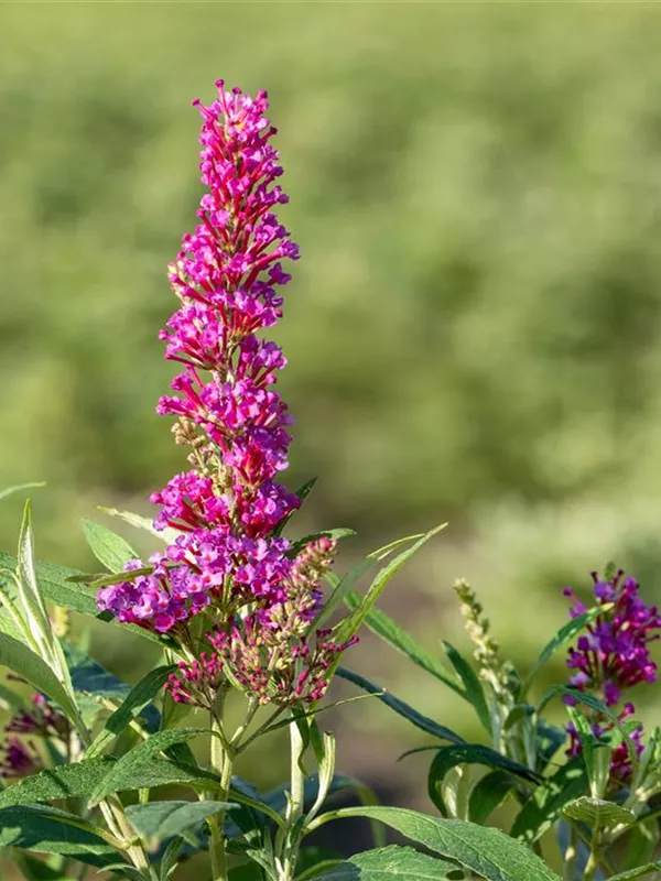 Sommerflieder 'Butterfly Tower'