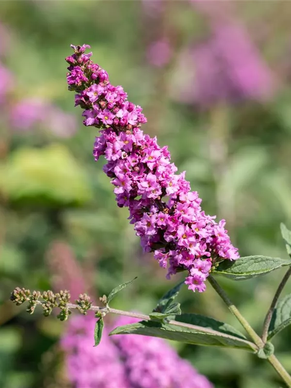 Sommerflieder 'Berries&Cream'®(s)