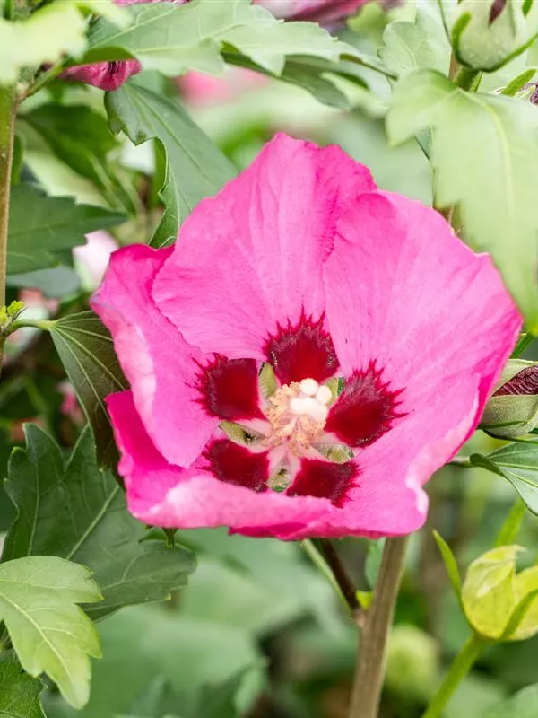 Garteneibisch 'Big Hibiskiss'®