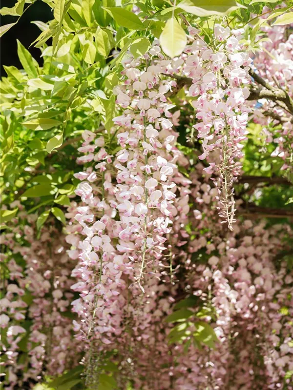 Edelblauregen 'Honbeni'