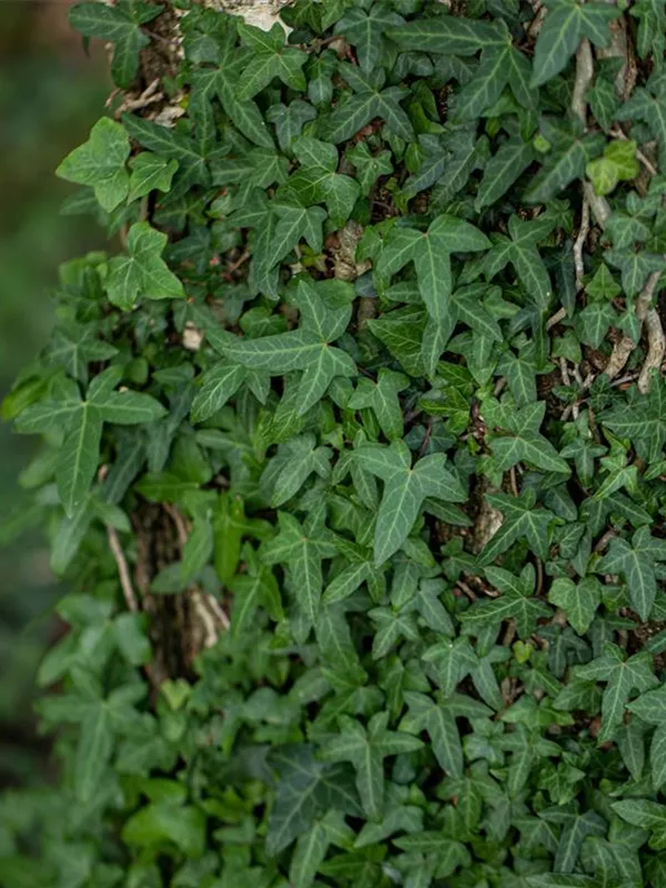 Felsen-Efeu 'Sagittifolia'