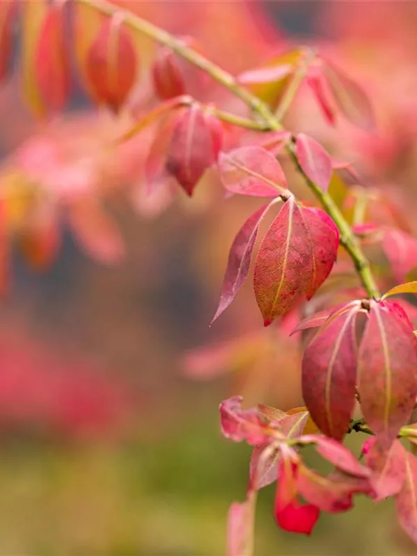 Kriechspindel 'Coloratus'