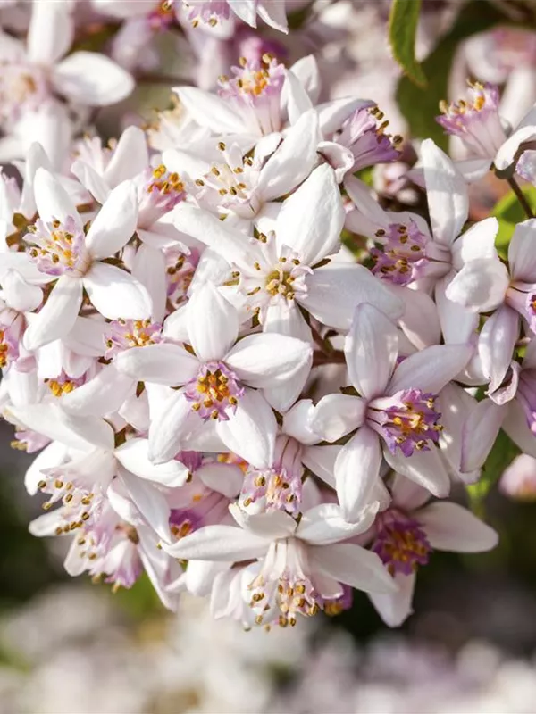 Deutzie 'Yuki Cherry Blossom'®