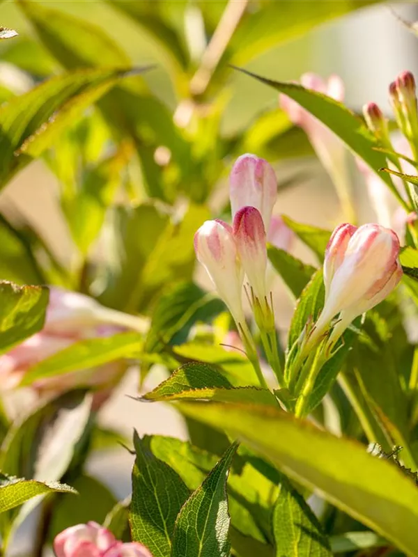 Weigelie 'All Summer Peach'®