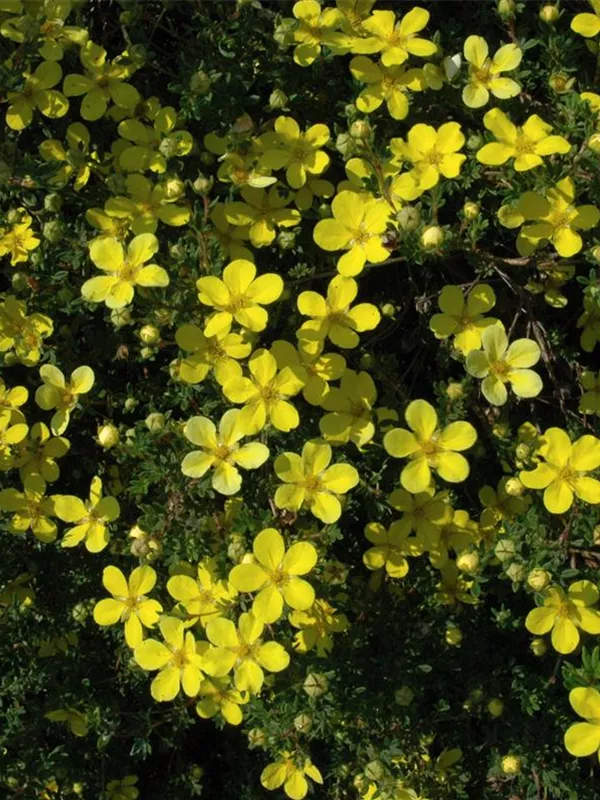 Fingerstrauch 'Bella Lindsey'(s)