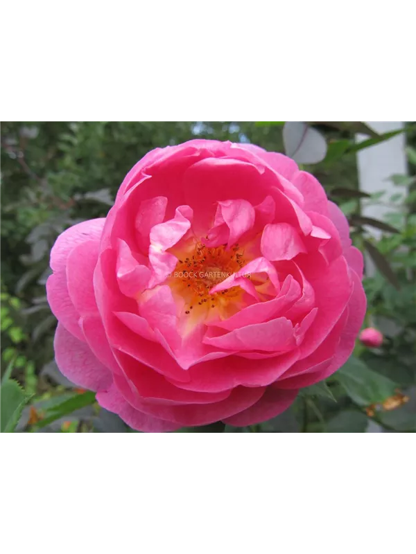 Englische Strauchrose 'Royal Jubilee'®