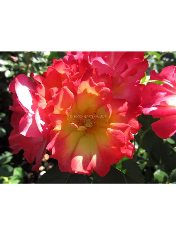 Rose 'Summer of Love'®