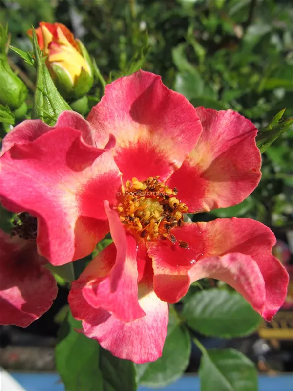 Persische Beetrose 'Sunshine Babylon Eyes'