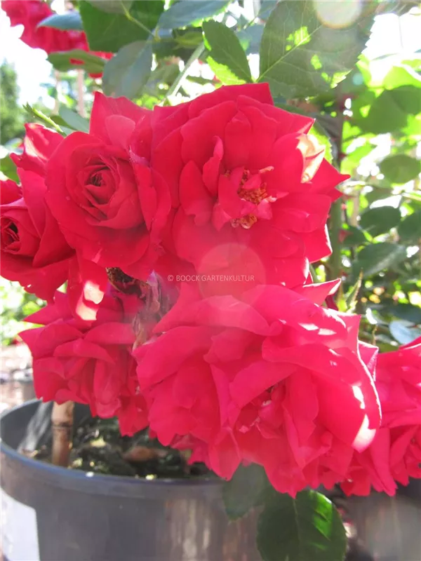 Kletterrose 'Baikal'