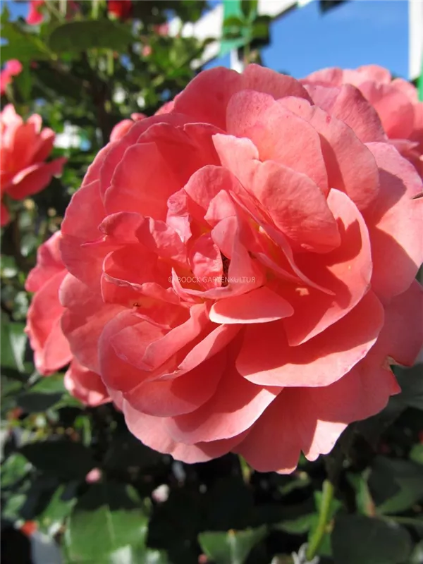 Beetrose 'Theodor Fontane'