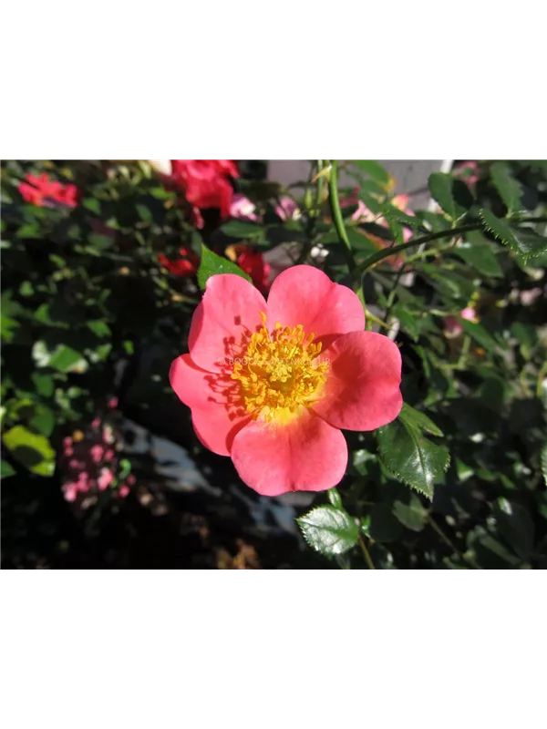 Bodendeckerrose 'Topolina'®