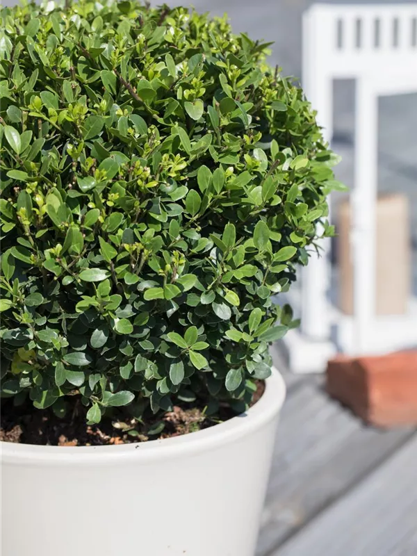 Berg-Ilex 'Green Dwarf'