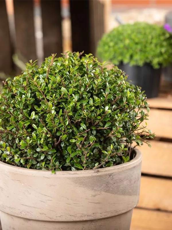 Löffel-Ilex 'Dark Green'®