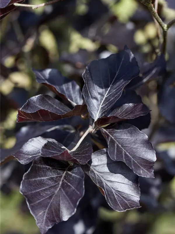 Säulen-Blutbuche 'Dawyck Purple'